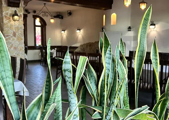 Bachus Dąbrowa Górnicza